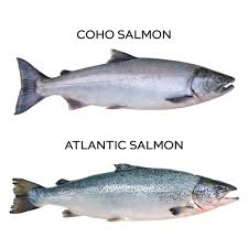 atlantic coho our two fish tale