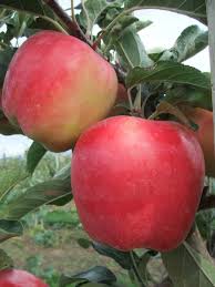 Apple Varieties Bc Tree Fruit Production Guide