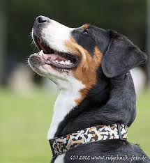 Wir suchen daher einen berner sennenhund, gerne auch welpen (auch mischling). Grosser Schweizer Sennenhund Rasseportrait Planet Hund