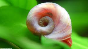 Pond snails, bladder snails (can be bought online) ramshorn snails*. Ramshorn Snail Care Size Food Reproduction Lifespan Video