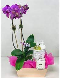 orchid gift basket gifts flowers