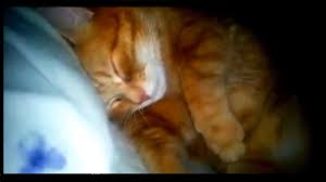 While any cat may snore, there are a lot of triggers that may increase the likelihood of a cat snoring. Ever Wonder If Cats Snore This May Prove It Kittentoob