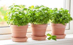 How To Grow Basil The Home Depot