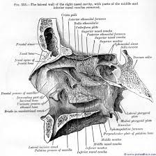 nasal cavity prohealthsys