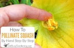 How can you tell if a squash flower is pollinated?