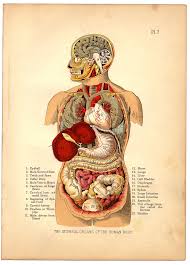 Internal Organs Of The Human Body From The Household Physi