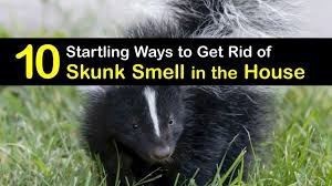 get rid of skunk smell