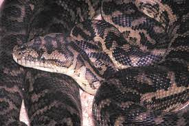 south west australian carpet python