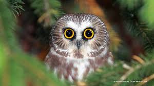 Many have grown up fantasizing about having their very own hedwig (a snowy owl in the story). Canadian Wildlife Federation How To Attract Owls To Your Yard