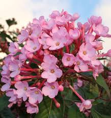 Gardening Bring In The Blooms Nz Herald