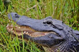 alligators are often seen here, but they can be elusive during the h