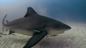 diving with bull sharks in playa del