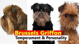 We are committed to offering brussels griffon puppies who will grow up to become important members of your family. Brussels Griffon Grooming Brussels Griffon Breed Brussels Griffon Puppies Youtube