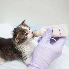 how to save abandoned baby kittens