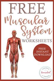 Anatomy of male muscular system exercise and muscle guide human. Free Worksheets For The Muscular System Homeschool Giveaways