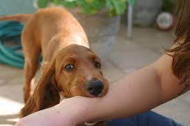 Your puppy is most likely nipping or biting you to get your attention. Biting Nipping Your Dog S Friend