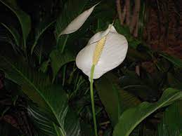 peace lily are toxic to pets pet