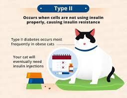 The combination of these findings in a cat with at home glucose testing may sound complicated, but it is actually very quick and easy with practice and there are some serious financial obligations involved in treating a diabetic cat; Diabetes In Cats Causes Symptoms Treatment Canna Pet