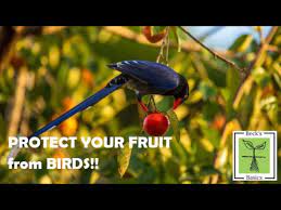 Stop Birds From Eating Your Garden