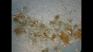 mold mites what they are and how to