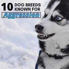 Best dog food for huskies 2020. 10 Most Aggressive Dog Breeds Temperament Ratings And Information Pethelpful By Fellow Animal Lovers And Experts