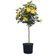 Brighter Blooms 3 Gal 3 Ft To 4 Ft Tall Yellow Tropical Hibiscus Tree