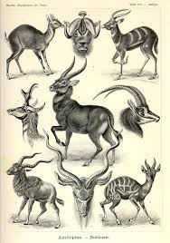Animal Range Antelope Haekel Vintage Printable At