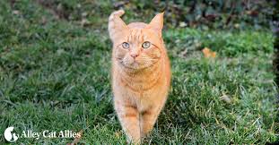 Please enter your address, city, state or zip code, so that we can display the businesses near you. Alley Cat Allies An Advocacy Organization For Stray Feral And Community Cats Learn How To Help Today