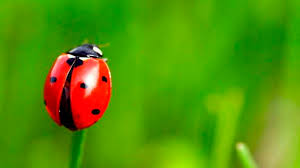 Bildresultat för buena suerte