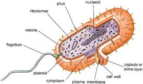 topic 1 2 ultra structure of cells