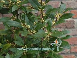 Δάφνη η ευγενής, laurus nobilis] είναι ένα αρωματικό φυτό της οικογένειας των δαφνοειδών. 8amnoi Mporntoyras Fyta Fraxtes Dafnh Apollwna Bagia Fyto Laurus Nobilis