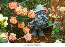 Charm Miniature Rose Heirloom Roses