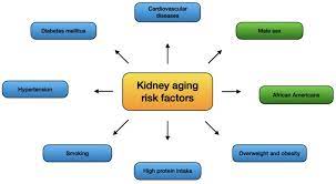 IJMS | Free Full-Text | Structural and Functional Changes in Aging Kidneys