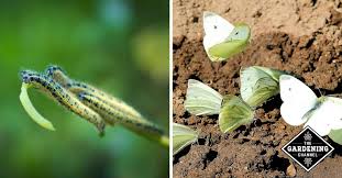 how to fight cabbage white caterpillars