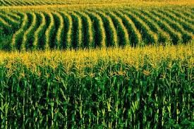 EUA importam milho brasileiro | Cornfield, Replant, Farm