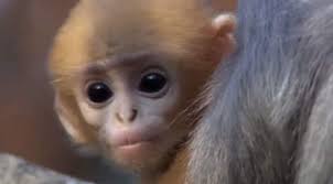 leaf monkeys with a bright orange baby