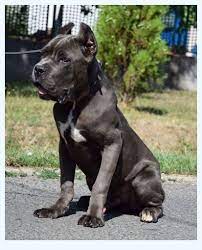 We have a litter of outstanding puppies available, 5 females and 4 males, all chunky and healthy. Cane Corso Puppies For Sale Dog Breed