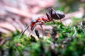 Combien de pattes ont les fourmis ? (et anecdotes diverses)
