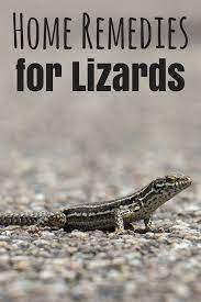 home remes for lizards