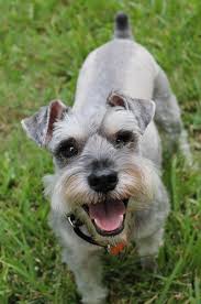 The Miniature Schnauzer Dog Breed A Complete Guide