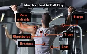 best pull day workout 12 exercises for