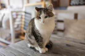 adorable tabby cat sitting