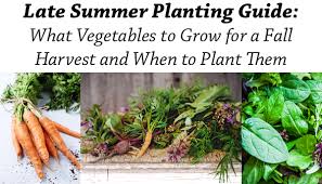 Late Summer Planting Guide Vegetables