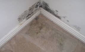 telltale signs of mold in your carpet