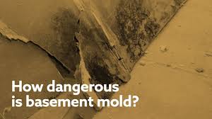 how dangerous is basement mold you