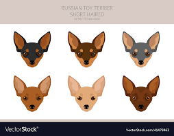 russian toy terrier shorthaired clipart