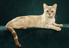 The breed was developed by crossing the burmese, abyssinian, and domestic shorthair cats to create a shorthaired cat with a spotted coat. Australian Mist Breeder