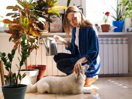 Pets House Plants What S Safe