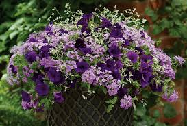 Purple Flowers To Brighten Your Garden