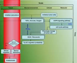 Flow Chart Of Multi Scale Agent Based Cancer Modeling The